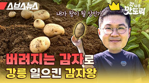 스브스뉴스 갓 나온 맛도리 버려지는 감자로 강릉 일으킨 감자왕