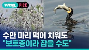 vmg. P!CK 수만 마리 먹어 치워도 보호종이라 잡을 수도