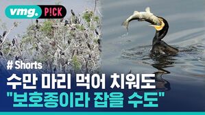 vmg. P!CK # Shorts 수만 마리 먹어 치워도 보호종이라 잡을 수도