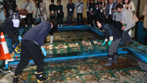 지난달 일본 어패류 수입량 30% 넘게 감소…수입액 동시 줄어