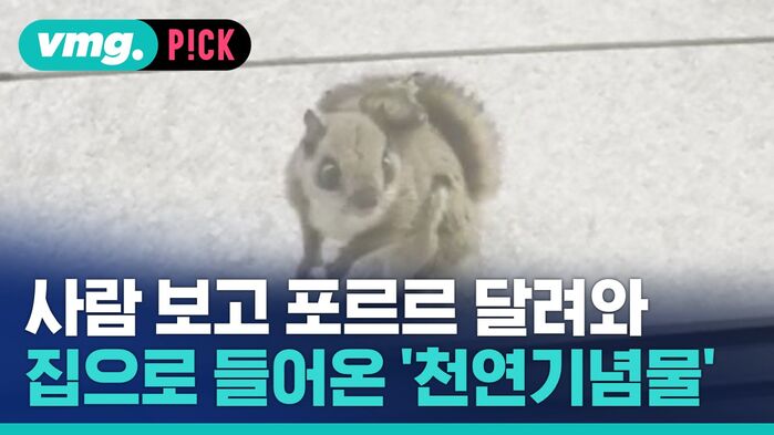 vmg. P!CK 사람 보고 포르르 달려와 집으로 들어온 '천연기념물'