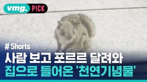 vmg. P!CK # Shorts 사람 보고 포르르 달려와 집으로 들어온 '천연기념물'
