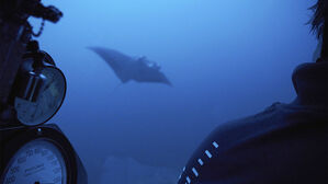 '바다의 3분의 2' 보전 위한 국제 협정 첫 채택&hellip;"역사적 성취"