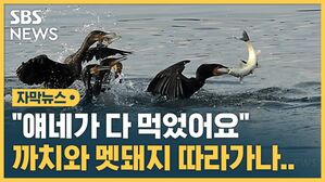 [자막뉴스] "얘네가 다 먹었어요"&hellip;까치 &middot; 멧돼지의 길을 가나