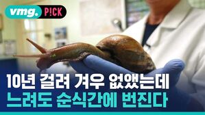 vmg. P!CK 10년 걸려 겨우 없앴는데 느려도 순식간에 번진다