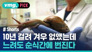 vmg. P!CK # Shorts 10년 걸려 겨우 없앴는데 느려도 순식간에 번진다