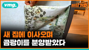 vmg. 일단가봐 새 집에 이사오며 곰팡이를 분양받았다
