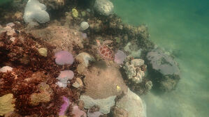 미 플로리다 남부 수온 38도 넘어&hellip;"세계 최고 기록 가능성"