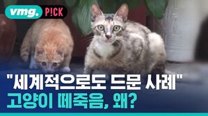 [비머pick] 고양이 38마리 집단 폐사 원인은 '고병원성 AI'&hellip;고양이도 감염됐는데 사람 전파 가능성?