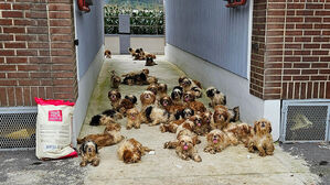 시츄 50마리 집에 가두고 1주일 굶긴 40대&hellip;2심서 감형