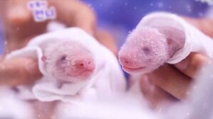 각각 180g · 140g…푸바오 쌍둥이 동생은 왜이렇게 작을까?