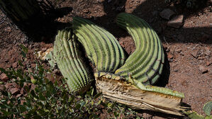 "7월에 지구촌 인구 81%가 기후 변화로 인한 폭염 경험"