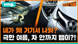 vmg. 일단가봐  네가 왜 거기서 나와? 극한 여름, 차 안까지 뱀이?!