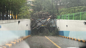 승강장 유리창 날리고 20m 나무 뽑혔다&hellip;경남에서 피해