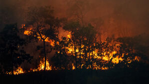 스프 NYT 뉴스페퍼민트