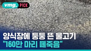 [비머pick] 남해 양식장에서 160만 마리가 '떼죽음' 당한 이유