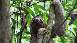 나무늘보, 기후변화에 희생&hellip;배부른데도 굶어죽는다
