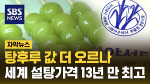 자막_세계 설탕가격 13년 만 최고