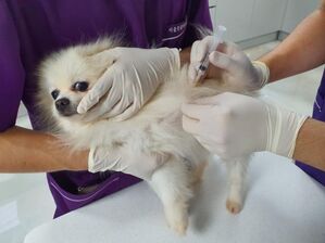 광견병 예방 접종 사진. (사진=서울시 제공)