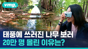 태풍에 쓰러진 나무 보러 20만 명 몰린 이유는?