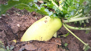 배추&middot;무 보관하다 폐기했다&hellip;엉터리 예측에 273억 손실