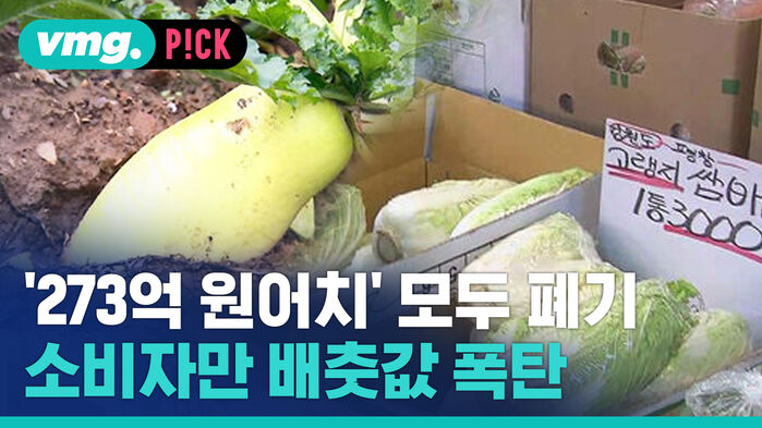 [비머pick_데일리]소비자만 배춧값 폭탄 이유는...273억원 어치 다 폐기