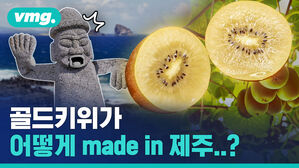 제스프리 키위는 뉴질랜드에서만 난다고? 천만의 말씀! (ft. 제주도)