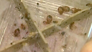 액자 뒤, 심지어 콘센트 안에도&hellip;빈대, 보이면 '이렇게'