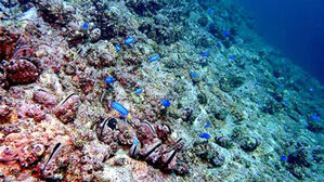 기후변화로 뜨거워지는 바다&hellip;울릉도 바다에 열대어 무리