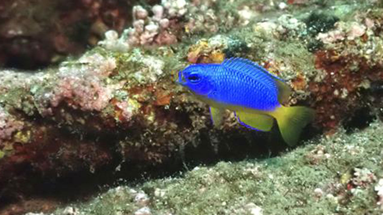 울릉도 주변 해역에서 관찰된 열대어 파랑돔