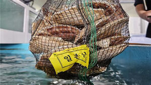 일본산 멍게 &middot; 참가리비 국산 둔갑&hellip;인천 음식점 7곳 적발