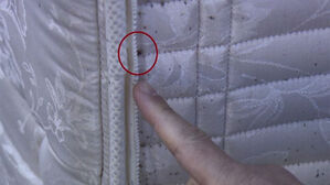 방역에도 4시간 살아있던 빈대…겨울철 본격 확산 '우려'