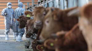 소 럼피스킨, 끝났나…사흘째 신규 확진 없고 의심 신고도 없어