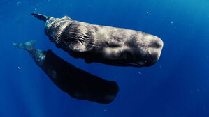 [월드리포트] "고래도 우리 국민"…도미니카 공화국, 서울보다 큰 보호구역 만들어