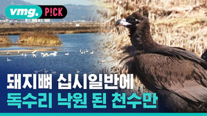 [비머pick_데일리]'돼지뼈' 먹이에 십시일반...독수리 낙원 된 천수만