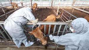 럼피스킨 안정화 추세…일주일째 신규 확진 없어