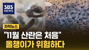 [자막뉴스] '지금 11월인데?' 개구리도 깜빡 속았네