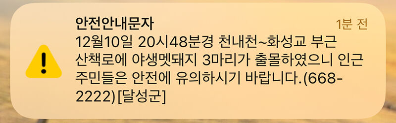 대구 달성군 멧돼지 관련 안전안내문자 (사진=안전안내문자 캡처, 연합뉴스)
