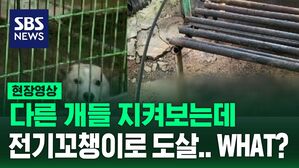 수정 [영상] 개 도살 현장 적발