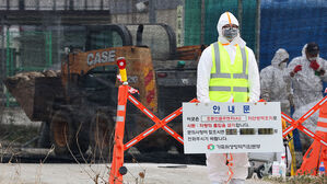 고병원성 AI 확진 잇따라…약 2주만에 가금농장서 20건