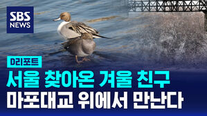 [D리포트] 서울 찾아온 겨울 친구&hellip;마포대교 위에서 만난다