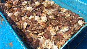 "중국이 거부한 일본산 가리비, 한국에 41억 엔어치 수출 목표"