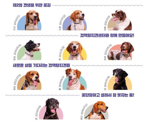 검역탐지견의 가족을 찾습니다 (사진=농림축산검역본부 제공, 연합뉴스)