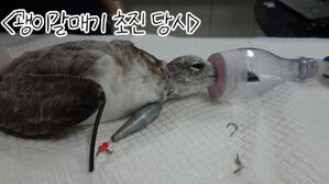 낚싯줄 걸리고 차 부딪히고&hellip;올해 구조된 야생동물 2만 408마리