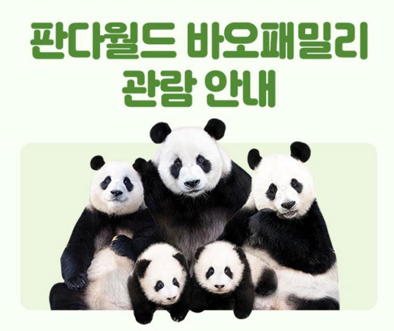한자리에 모일 수 없는 바오패밀리 합성 사진 (사진=에버랜드 공지 사항 캡처, 연합뉴스)