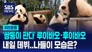 [D리포트] '쌍둥이 판다' 루이바오&middot;후이바오 내일 일반 공개