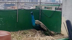 "주택가에 이게 왜&hellip;" 옥상 갔다가 소스라치게 놀란 이유