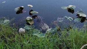 [월드리포트] "서로 교감한 줄"…악어 밥 될 뻔한 반려견