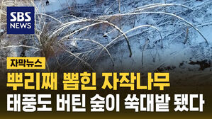 뿌리째 뽑힌 자작나무&hellip;태풍도 버틴 숲이 쑥대밭 됐다