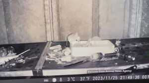 영국판 라따뚜이?&hellip;"매일 밤 창고서 물건 정리하는 생쥐 포착"